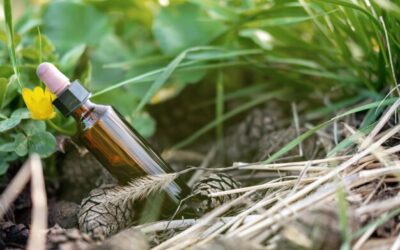 Jaki olejek eteryczny na komary sprawdzi się w domu?