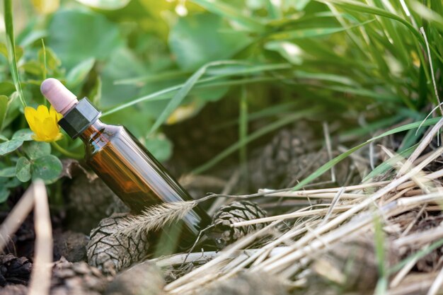 Jaki olejek eteryczny na komary sprawdzi się w domu?